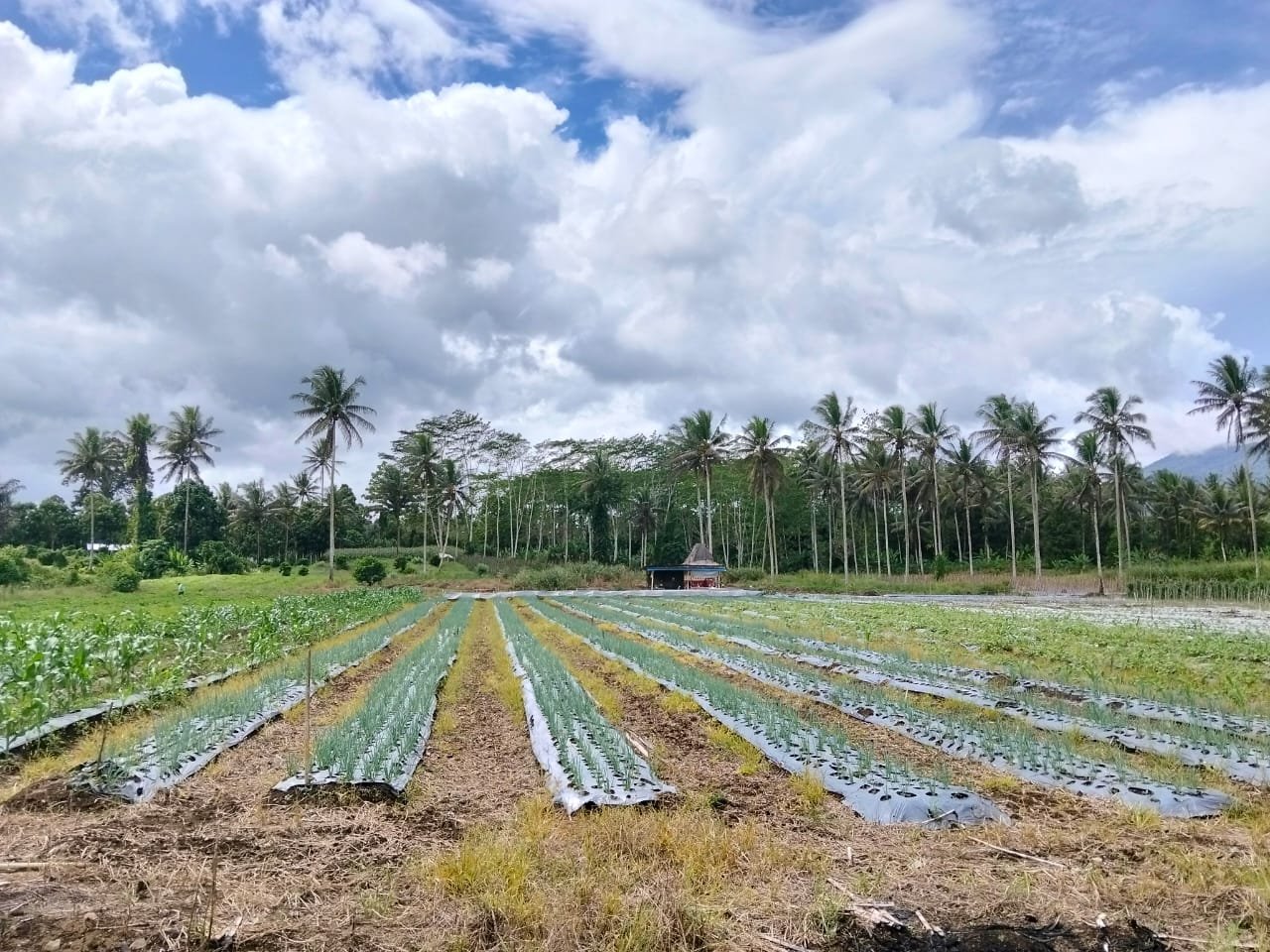 STPK BANAU SIAP MENDUKUNG KETAHANAN PANGAN